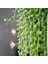 Tesbih Çiçeği / İnci Tanesi / Senecio Rowleyanus / Askılı Saksıda / 20-40 cm 1