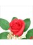 Pvc Kutulu Cipsolu Yapay Kırmızı Gül - 25CM x 7cm 5