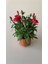 Kırmızı Karanfil Çiçeği Fidanı Saksılı Kokulu 15-30CM 1