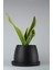 Paşa Kılıcı El Yapımı Seramik Bipot Saksıda Sansevieria Black Gold 1
