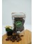Doğal Yıldız Anason 50GR 1