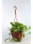 Pothos Sarmaşığı Golden Pothos Üretim Saksılı 2