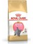 British Shorthair Kitten Yavru Kedi Maması 2 kg 1