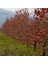 Çikolatalı Trabzon Hurması (Diospyros Digyna) – "black Sapote" 5 5