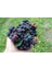 Saskaton (Saskatoon Berry) Fidanı – 5 Adet Canlı Meyve Fidanı 1