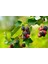 Saskaton (Saskatoon Berry) Fidanı – 5 Adet Canlı Meyve Fidanı 2