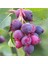 Saskaton (Saskatoon Berry) Fidanı – 5 Adet Canlı Meyve Fidanı 3
