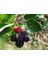 Saskaton (Saskatoon Berry) Fidanı – 5 Adet Canlı Meyve Fidanı 4