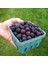 Saskaton (Saskatoon Berry) Fidanı – 5 Adet Canlı Meyve Fidanı 5