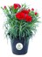 Dolgun Formlu Kırmızı Renk Karanfil Çiçeği 1 Adet 15 - 25 cm Red Dianthus 1