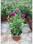 Kokulu Mor Ebruli Karanfil Çiçeği 15 - 25 cm Saksılı Bahçe Balkon Çiçeği 1