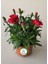 Mis Kokulu Kırmızı Renk Bodur Karanfil 1 Adet Saksılı 15 - 25 cm Red Dianthus 1