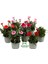 Mis Kokulu Kırmızı Renk Bodur Karanfil 1 Adet Saksılı 15 - 25 cm Red Dianthus 2