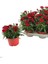Mis Kokulu Kırmızı Renk Bodur Karanfil 1 Adet Saksılı 15 - 25 cm Red Dianthus 3