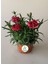 Yeni Sezon Yoğun Kokulu 3 Adet Karanfil Çiçeği Pembe - Kırmızı Renk Dianthus 5