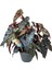 Begonia Maculata 'Black Forest' (Begonya Çiçeği) 1