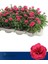 Yeni Sezon Dolgun Çiçekli Karanfil Çiçeği Pembe Renk 1 Adet Saksılı 15-25CM 2