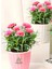 Dekoratif Kokulu Salon Ofis Çiçeği Pink Dianthus 1 Adet Saksılı 15-25CM 1