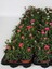 Dekoratif Kokulu Salon Ofis Çiçeği Pink Dianthus 1 Adet Saksılı 15-25CM 2