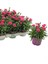 Dekoratif Kokulu Salon Ofis Çiçeği Pink Dianthus 1 Adet Saksılı 15-25CM 3