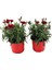Kokulu Kırmızı Karanfil Çiçeği Bodur Cins Red Dianthus 1 Adet Saksılı 15-25CM 2