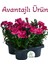 Mis Kokulu Fuşya Renk Karanfil Çiçeği Avantajlı Ürün 4 Adet Saksılı 15-25CM Dianthus 1