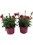 Mis Kokulu Fuşya Renk Karanfil Çiçeği Avantajlı Ürün 4 Adet Saksılı 15-25CM Dianthus 2