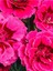 Mis Kokulu Fuşya Renk Karanfil Çiçeği Avantajlı Ürün 4 Adet Saksılı 15-25CM Dianthus 3
