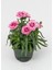 Yeni Sezon Ürün Mis Kokulu Pembe Renk 1 Adet Saksılı 15-25CM Pink Dianthus 1