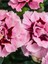 Yeni Sezon Ürün Mis Kokulu Pembe Renk 1 Adet Saksılı 15-25CM Pink Dianthus 2