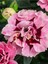 Yeni Sezon Ürün Mis Kokulu Pembe Renk 1 Adet Saksılı 15-25CM Pink Dianthus 3