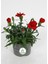 Kokulu Bodur Cins Kırmızı Renk Karanfil Çiçeği 1 Adet Saksılı 15-25CM Red Dianthus 1