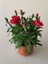 Kokulu Bodur Cins Kırmızı Renk Karanfil Çiçeği 1 Adet Saksılı 15-25CM Red Dianthus 2