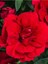 Kokulu Bodur Cins Kırmızı Renk Karanfil Çiçeği 1 Adet Saksılı 15-25CM Red Dianthus 3