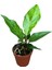Anthurium Hookeri 'Variegata' 1