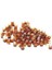 Ana Arı Yumurta Fincanı (Larva Gözü) 1