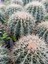 Echinocactus Altın Fıçı Kaktüs 3