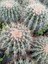 Echinocactus Altın Fıçı Kaktüs 4