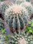 Echinocactus Altın Fıçı Kaktüs 5