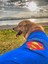 Superman Tshırt Orta Ve Büyük Irklar İçin 5