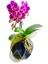 Diamond Black Beton Saksıda Mini Orkide Hediye Canlı Bitki 1