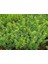 Bonsai Şimşir Fidanı Buxus Sempervirens Rotundifolia Yeşil Saksıd 2