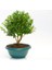 Bonsai Şimşir Fidanı Buxus Sempervirens Rotundifolia Yeşil Saksıd 3