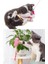 İnteraktif Kedi Tüy Oyuncak Değnek Oyuncak Teaser Sevimli Balık Çıngıraklı Oyun Kovalamaca Egzersizi 2