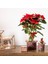 Aravalı Cam Dekoratif Kase 10X10X10 cm Pembe 2