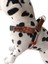 köpek göğüs tasması orta ırk deri renkli kemer kolon göğüs ölçüsü:45-75cm ayarlamalı dog harness GT5-28 5