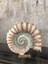 Kaideli Deniz Kabuğu Polyester Dekoratif Biblo 30 x 30 cm 1