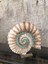 Kaideli Deniz Kabuğu Polyester Dekoratif Biblo 30 x 30 cm 2