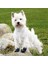 Köpek Yürüyüş Botu 2 Adet xs-S Siyah 3