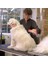 23 kg Üzeri Uzun Tüylü Köpekler İçin Tüy Toplayıcı Ergonomik Tarak 1